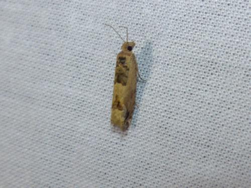 Réf. 271 405 : Crocidosema plebejana